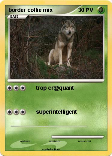 Pokemon border collie mix