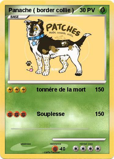 Pokemon Panache ( border collie )