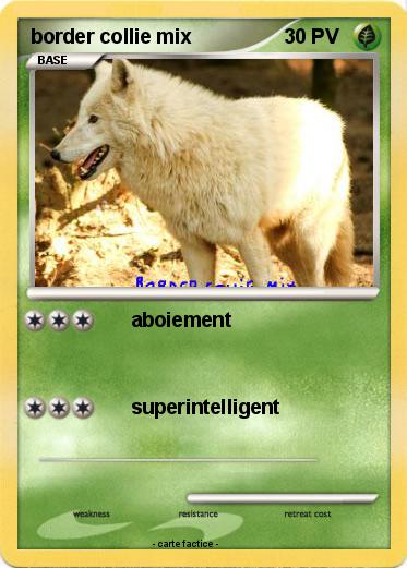 Pokemon border collie mix