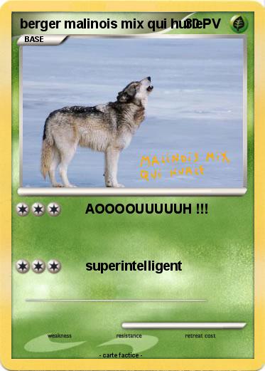 Pokemon berger malinois mix qui hurle