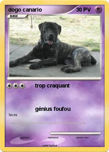 Pokemon dogo canario