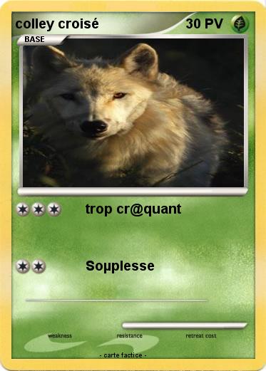 Pokemon colley croisé