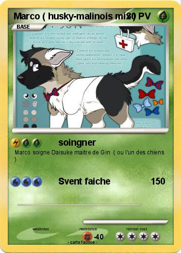 Pokemon Marco ( husky-malinois mix )