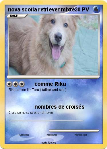Pokemon nova scotia retriever mixte