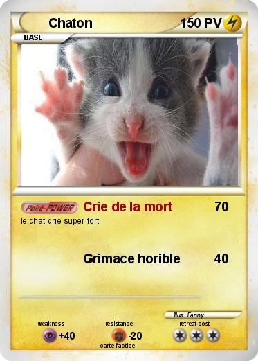 Pokemon Chaton