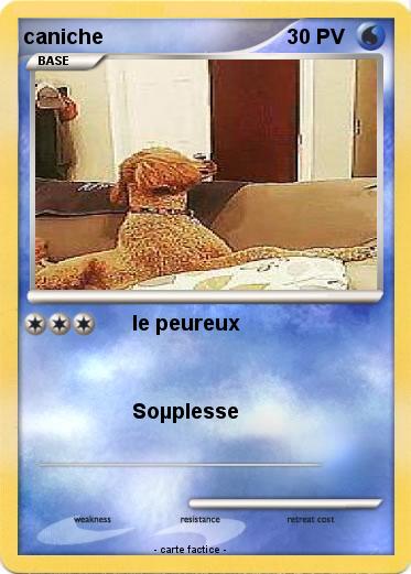 Pokemon caniche