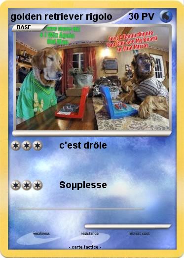 Pokemon golden retriever rigolo