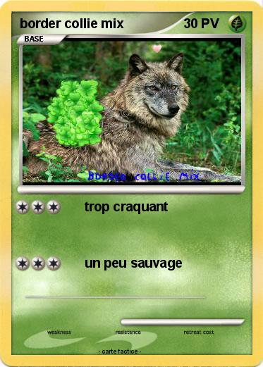 Pokemon border collie mix