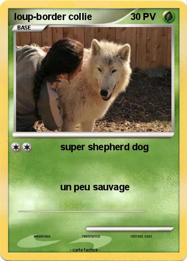 Pokemon loup-border collie