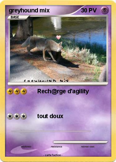 Pokemon greyhound mix