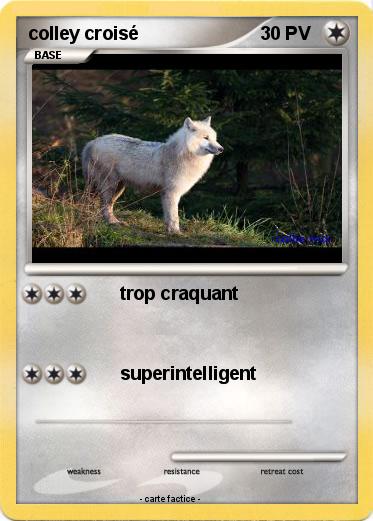 Pokemon colley croisé