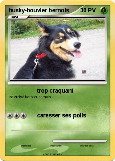 Pokemon husky-bouvier bernois
