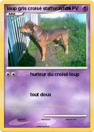 Pokemon loup gris croisé staffordshire