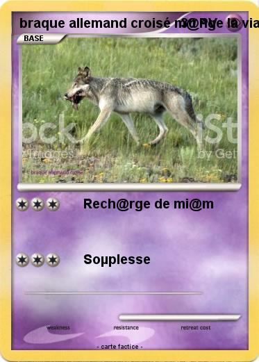 Pokemon braque allemand croisé m@nge la viande