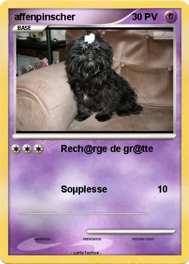 Pokemon affenpinscher