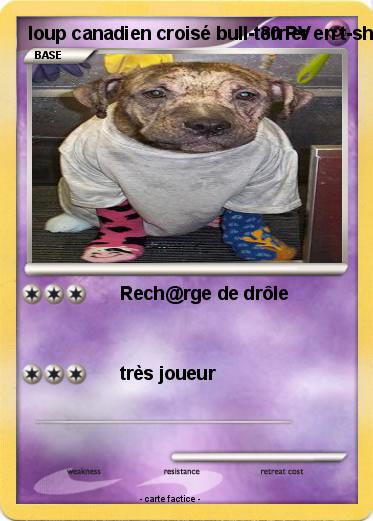 Pokemon loup canadien croisé bull-terrier en t-shirt et ch@ssettes
