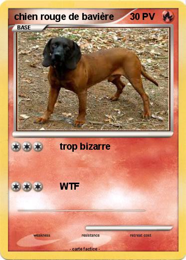 Pokemon chien rouge de bavière