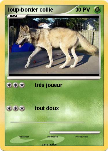 Pokemon loup-border collie