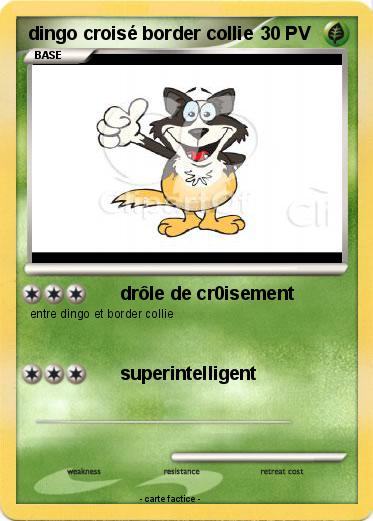Pokemon dingo croisé border collie