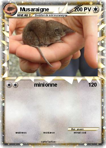 Pokemon Musaraigne