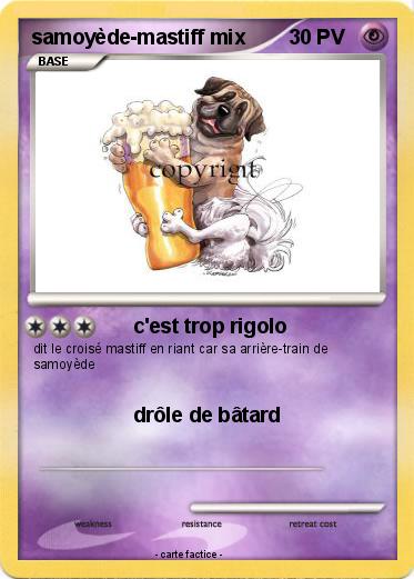 Pokemon samoyède-mastiff mix