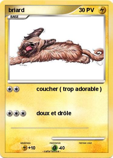 Pokemon briard