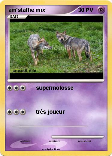 Pokemon am'staffie mix