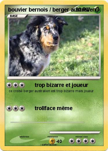 Pokemon bouvier bernois / berger australien