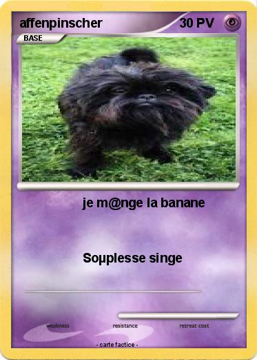 Pokemon affenpinscher