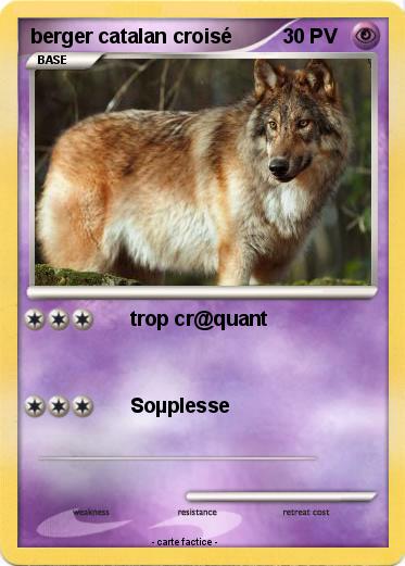 Pokemon berger catalan croisé