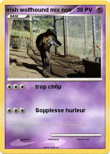 Pokemon irish wolfhound mix noir