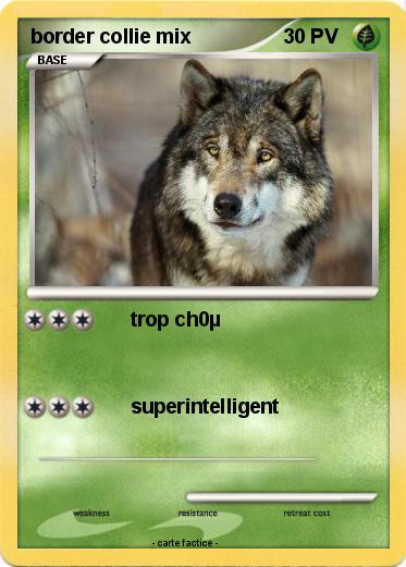 Pokemon border collie mix