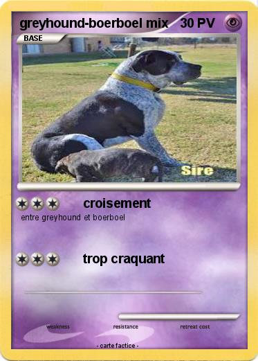 Pokemon greyhound-boerboel mix