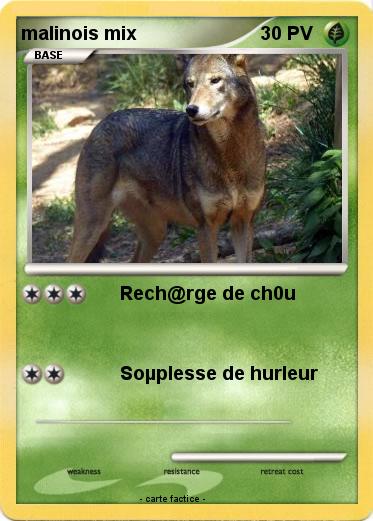 Pokemon malinois mix