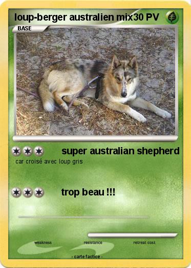 Pokemon loup-berger australien mix