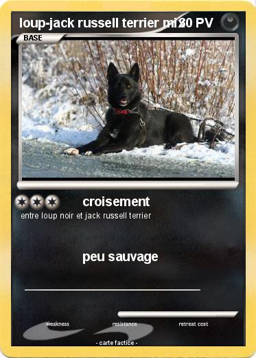 Pokemon loup-jack russell terrier mix