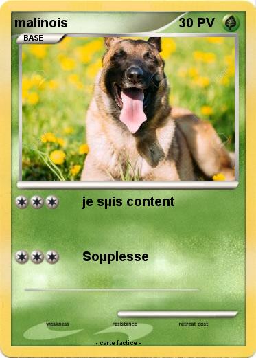 Pokemon malinois