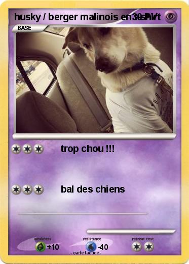 Pokemon husky / berger malinois en t-shirt