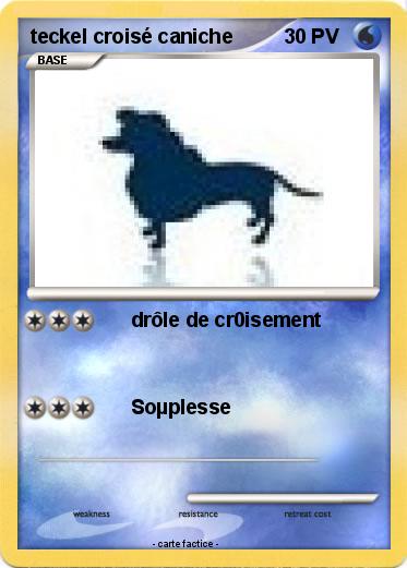 Pokemon teckel croisé caniche