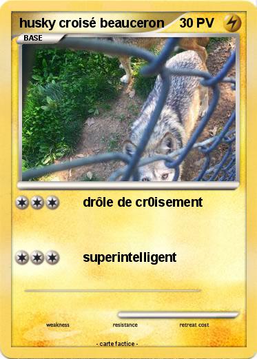 Pokemon husky croisé beauceron