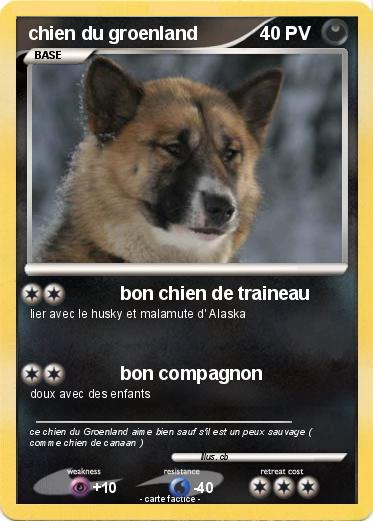 Pokemon chien du groenland