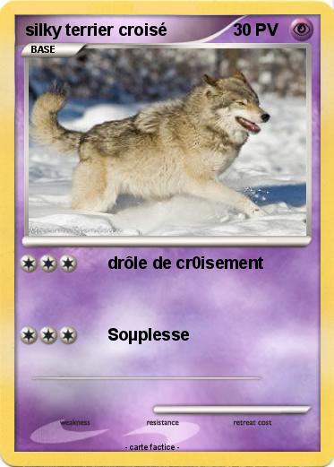 Pokemon silky terrier croisé