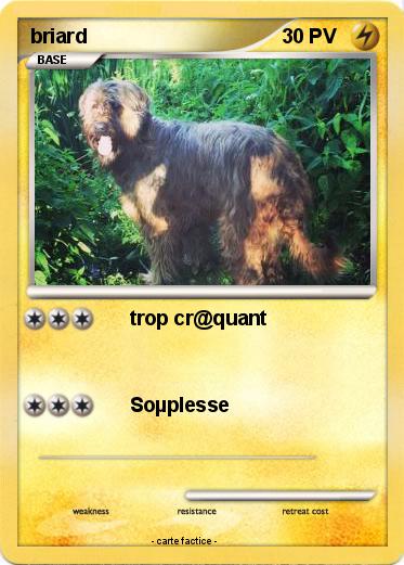 Pokemon briard