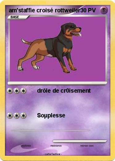 Pokemon am'staffie croisé rottweiler