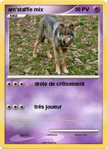 Pokemon am'staffie mix