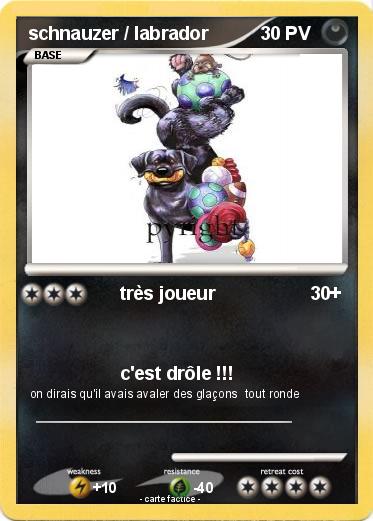 Pokemon schnauzer / labrador