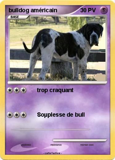 Pokemon bulldog américain