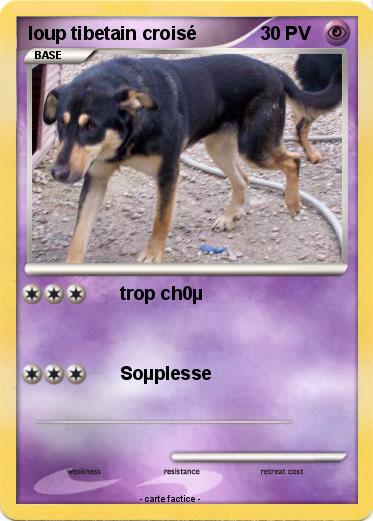 Pokemon loup tibetain croisé
