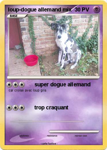 Pokemon loup-dogue allemand mix
