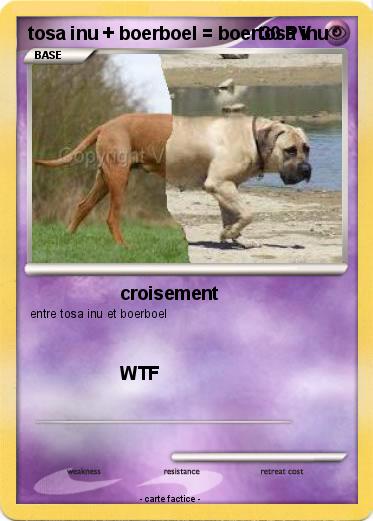 Pokemon tosa inu + boerboel = boertosa inu